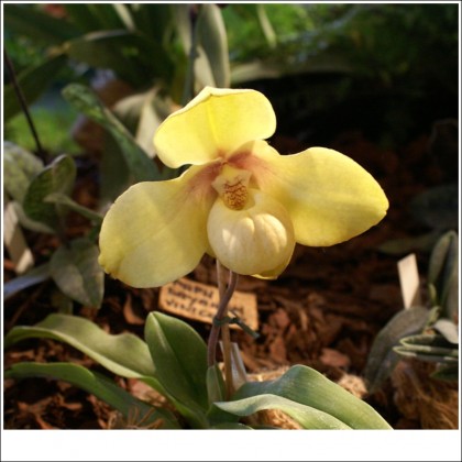 Hài hằng Paphiopedilum hangianum kỹ thuật trồng giá thể xơ dừa