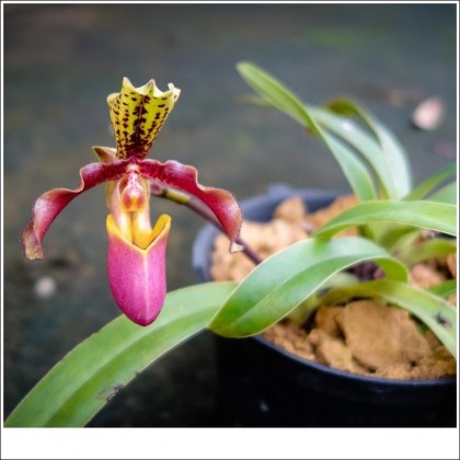 Hài Henry Paphiopedilum Henryanum kỹ thuật trồng giá thể xơ dừa