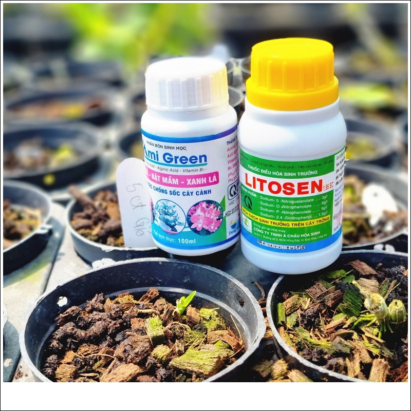 AmiGreen Listosen (4)