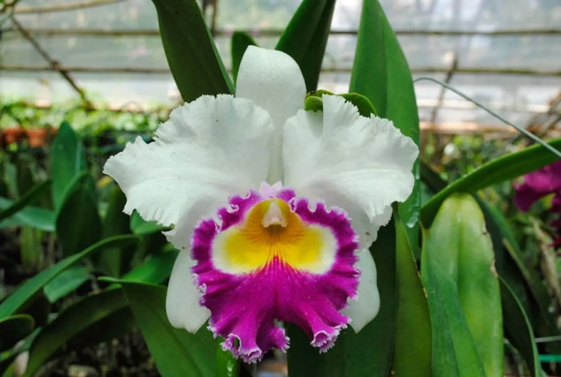 Hoa Lan Cattleya